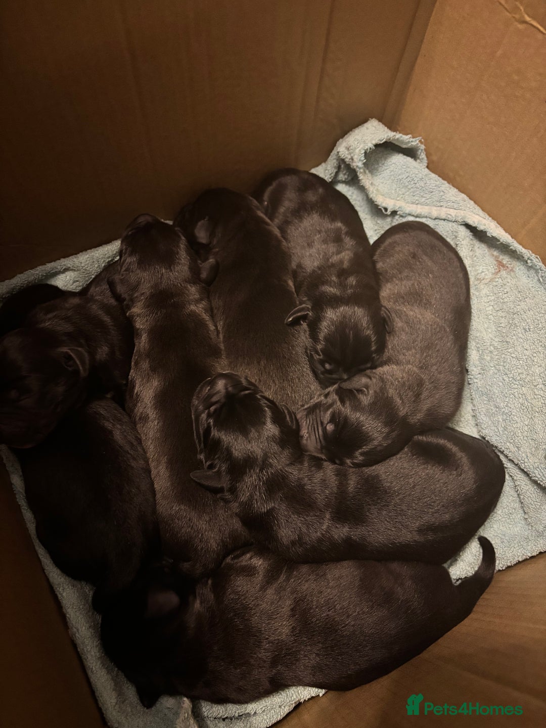 Staffordshire Bull Terrier dogs for sale: Staffie black  - Image 2
