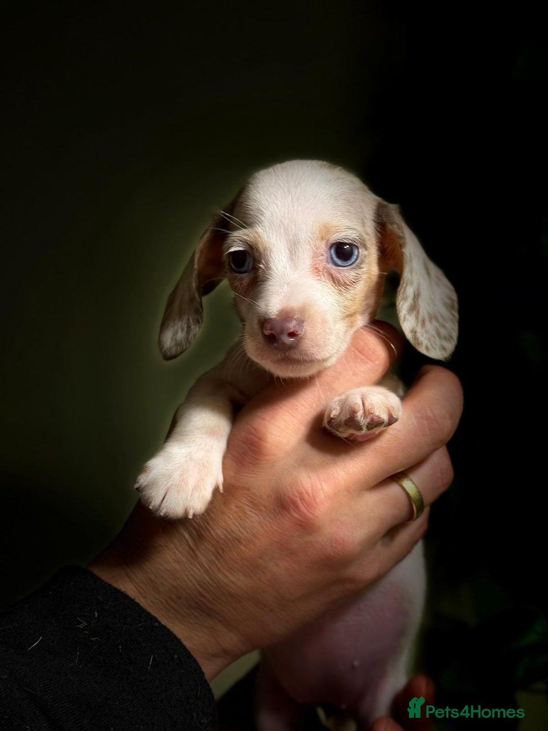 Miniature Dachshund dogs for sale: Pure Piebald Miniatures - Advert 6