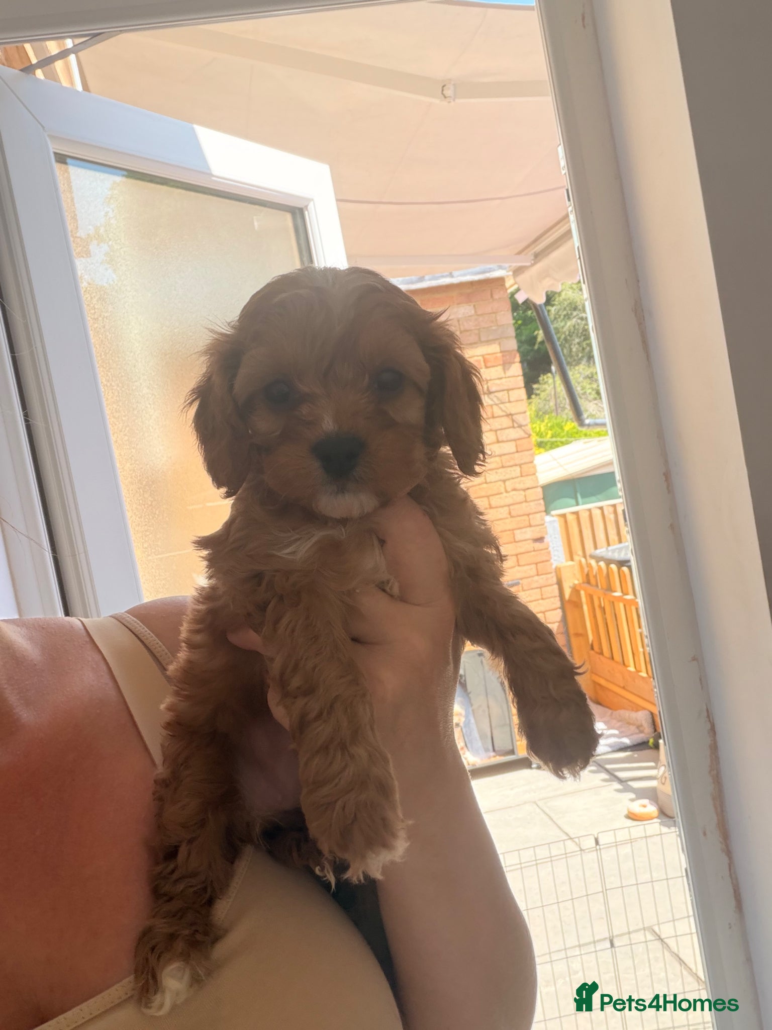 Cavapoo dogs F1 cavapoos 🥰dna health clear parents,💙🩷  - Advert 1