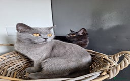 British Shorthair cats for sale: 🤎Chocolate BSH boy and girl, LONDON, READY NOW!! - Image 10