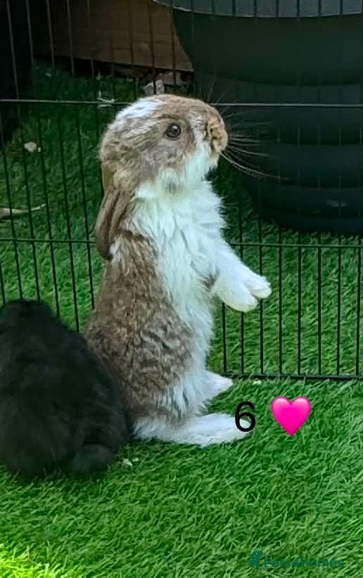 French Lop rabbits Pure French lop - Advert 1