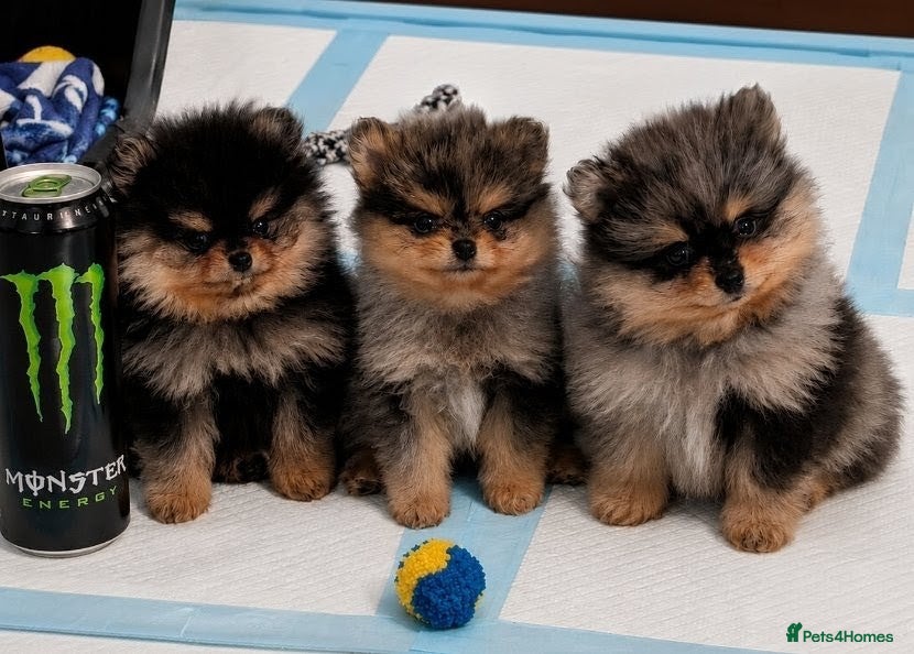 Pomeranian dogs Pedigree Pomeranian puppy's  - Advert 9