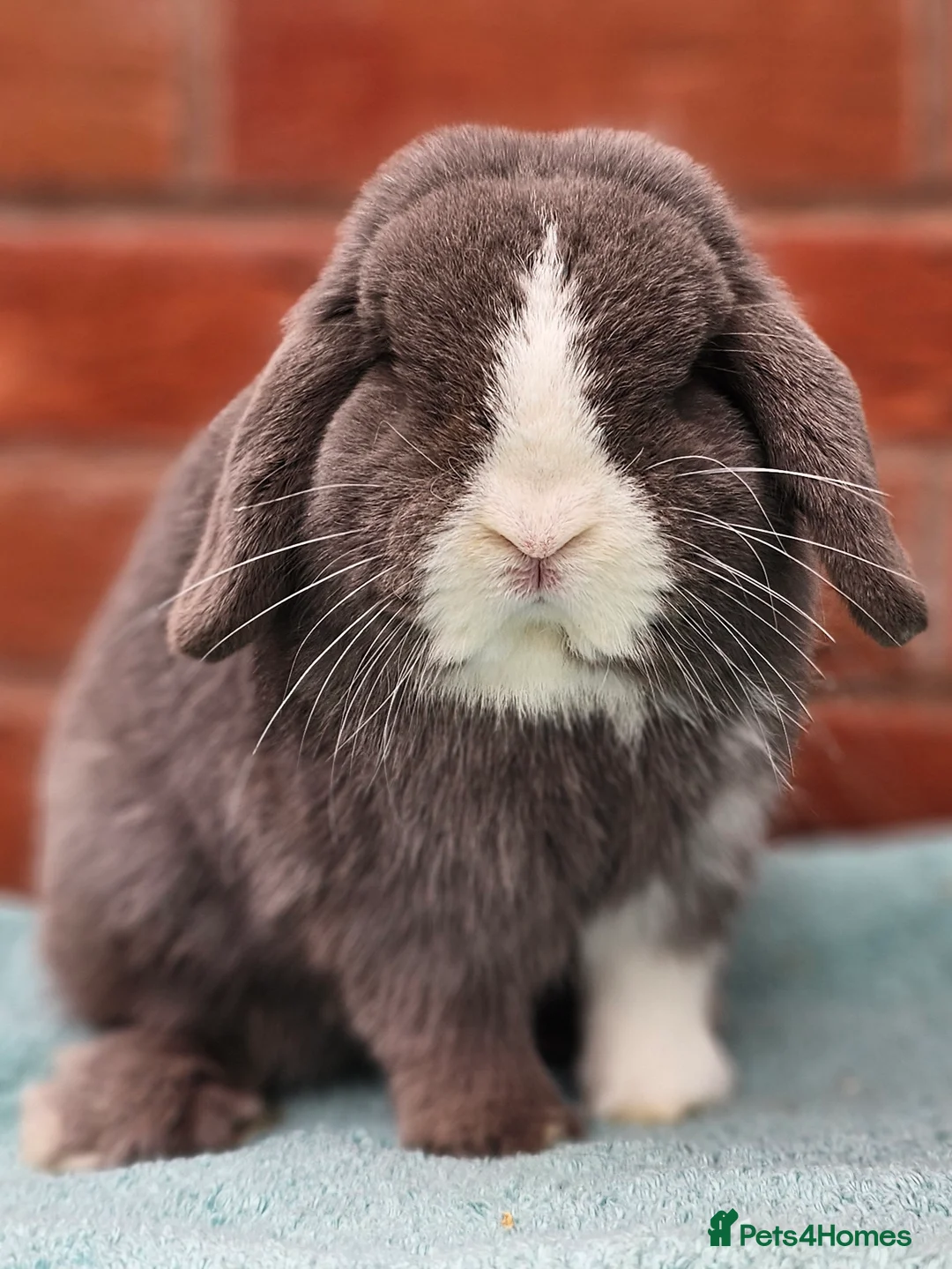 Mini Lop rabbits for sale: Mini Lop Buck  - Advert 1
