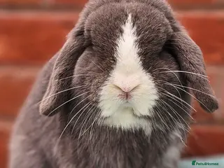 Mini Lop rabbits Mini Lop Buck - Advert 17