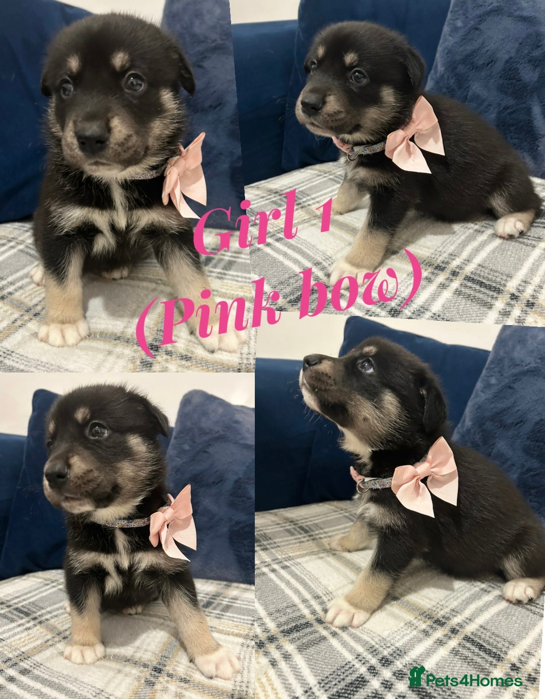 Siberian Husky dogs for sale: Husky cross pups! - Image 8