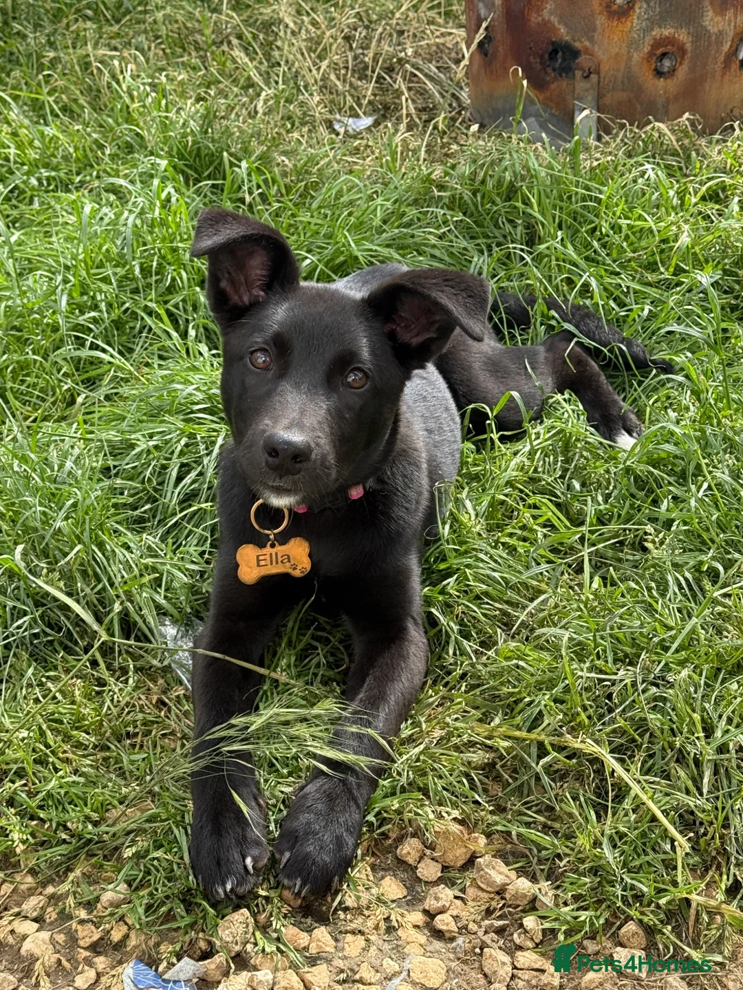 Mixed Breed dogs for sale: Ella  - Advert 1