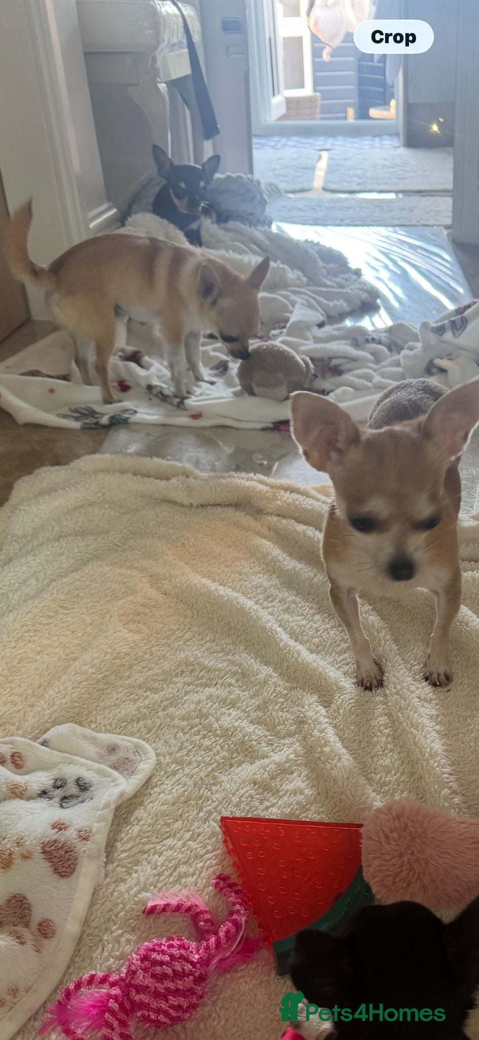 Chihuahua dogs Beautiful Minature girl chihuahua available - Advert 2