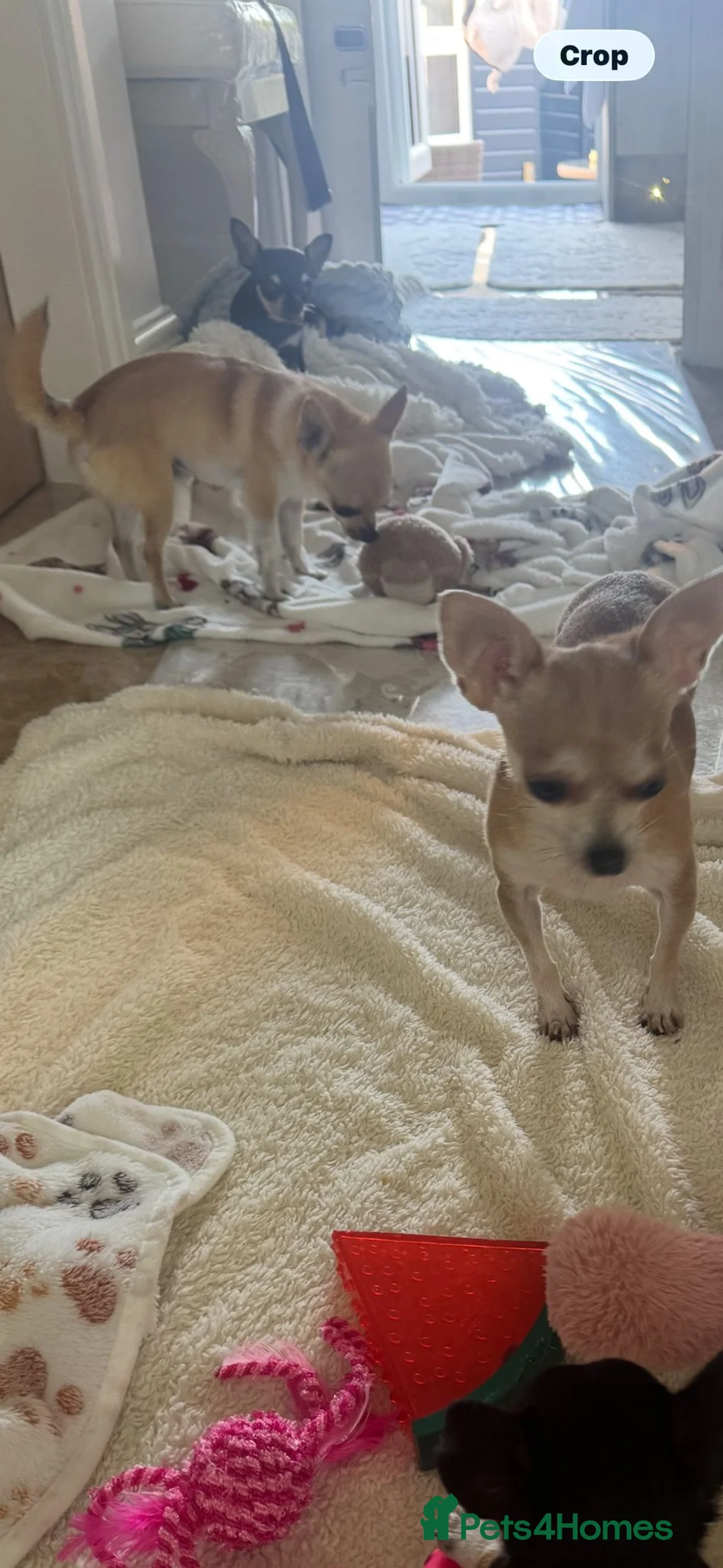 Chihuahua dogs for sale: Beautiful Minature girl chihuahua available - Advert 2