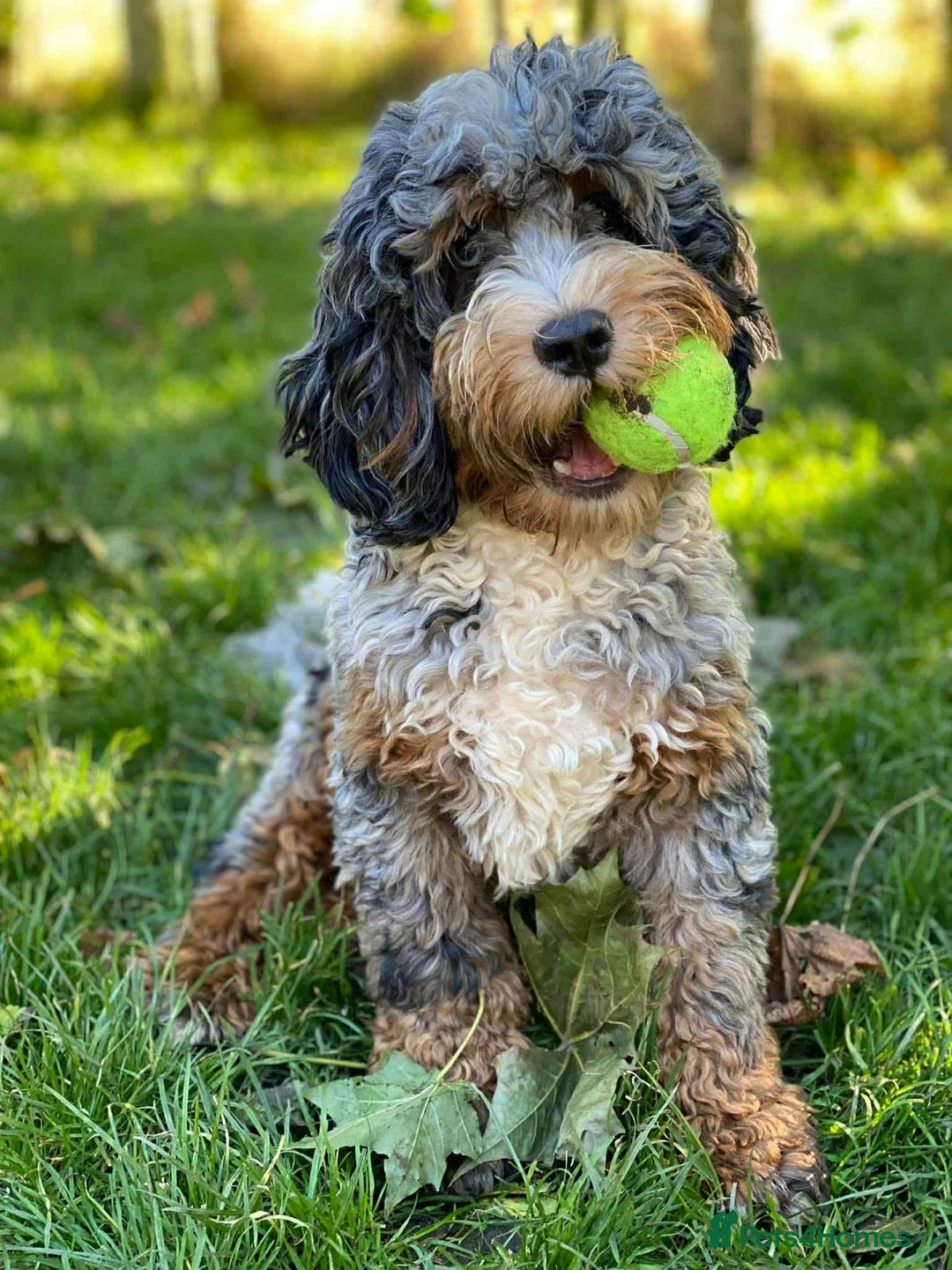 Cockapoo dogs for stud: unique and beautiful f3 american cockapoo stud - Advert 13