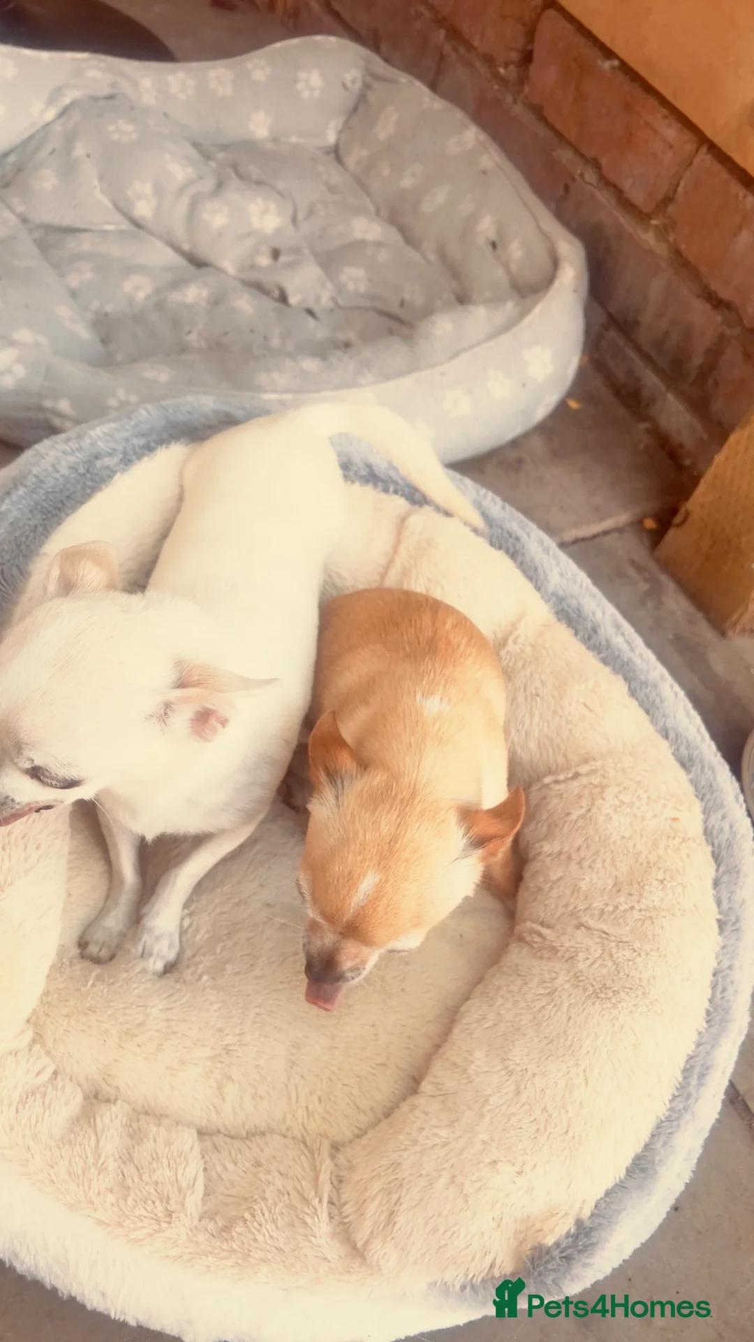 Chihuahua dogs for sale: Two Chihuahua pups  - Advert 2