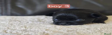Chihuahua 3