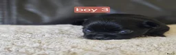 Chihuahua dogs for sale: 5 chiuaua baby boys - Advert 25
