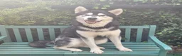 Alaskan Malamute dogs for stud: "Proven" Alaskan malamute for stud  - Advert 3
