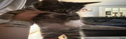 Mixed Breed cats for sale: 3 female kitten’s in Farnborough - Advert 7