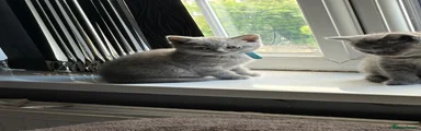 British Shorthair blue collar female