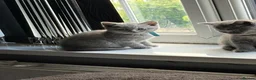 British Shorthair cats for sale: Pure British shorthair kittens - Advert 37