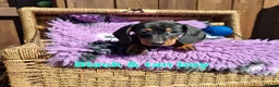 Dachshund dogs for sale: Minature Dachshund pups - Advert 18