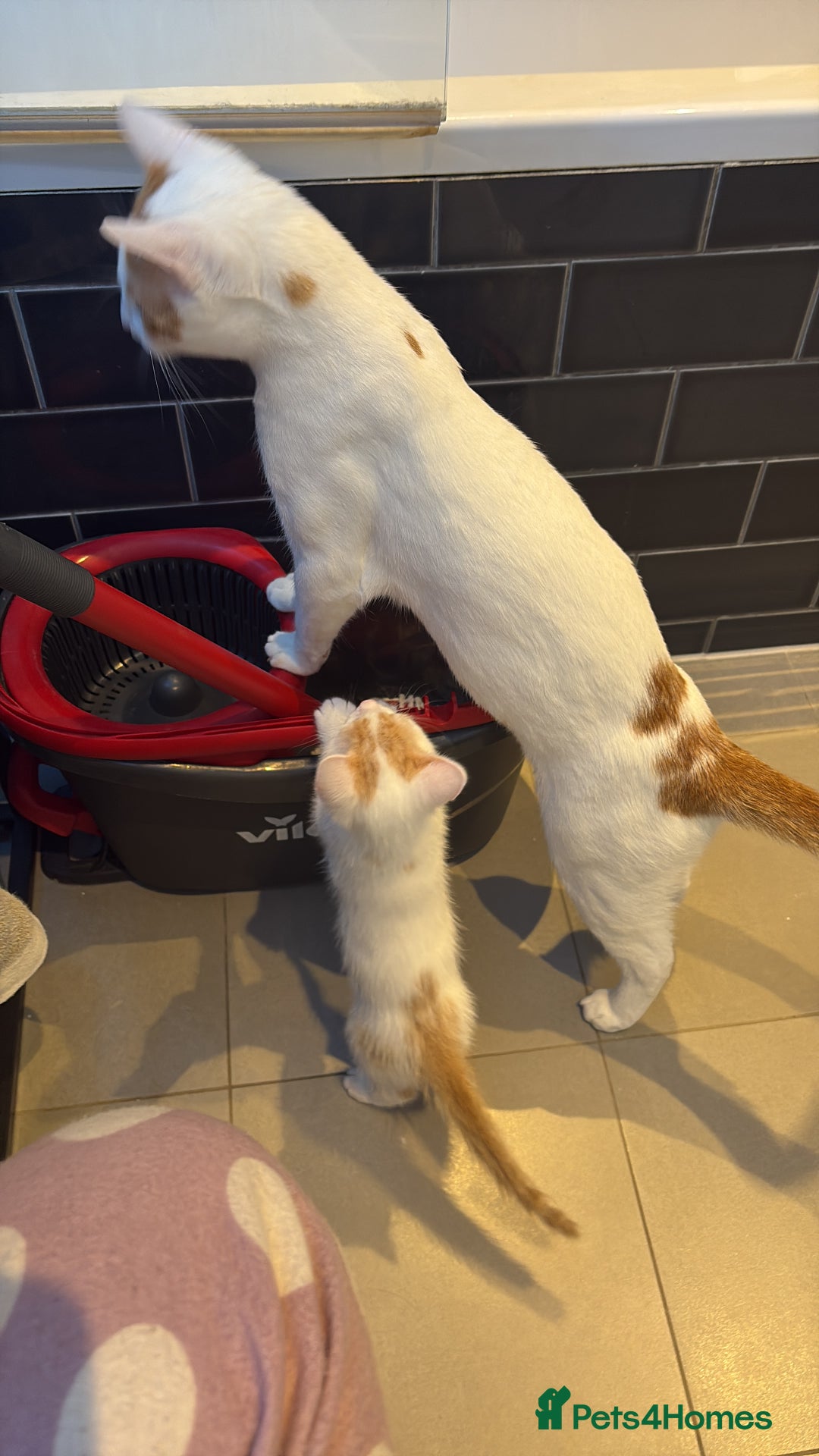 American Shorthair cats for sale: Female Kitten ready to go, need gone ASAP:-( - Image 2