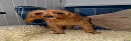 Cavapoo dogs for sale: 💖Stunning Cavapoo Puppies READY NOW💖 - Advert 2