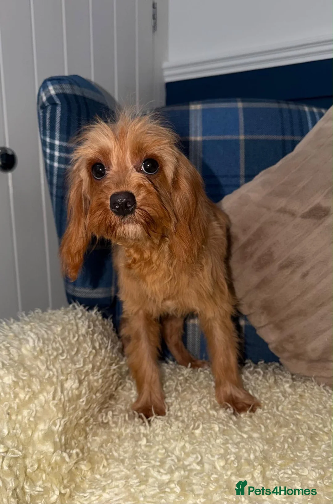 Cavapoo dogs for sale: 💖Stunning Cavapoo Puppies READY NOW💖 - Advert 2