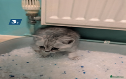British Shorthair cats for sale: Beautiful British Short Hair Boys  - Image 4