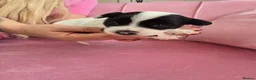 Chinese Crested dogs for sale: ✨🐾 EXQUISITE & RARE CHINESE CRESTED PUPPIES 🐾✨ - Advert 35