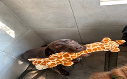 Labrador Retriever dogs for sale: 8 gorgeous chocolate/yellow girl & boy lab pups  - Image 22