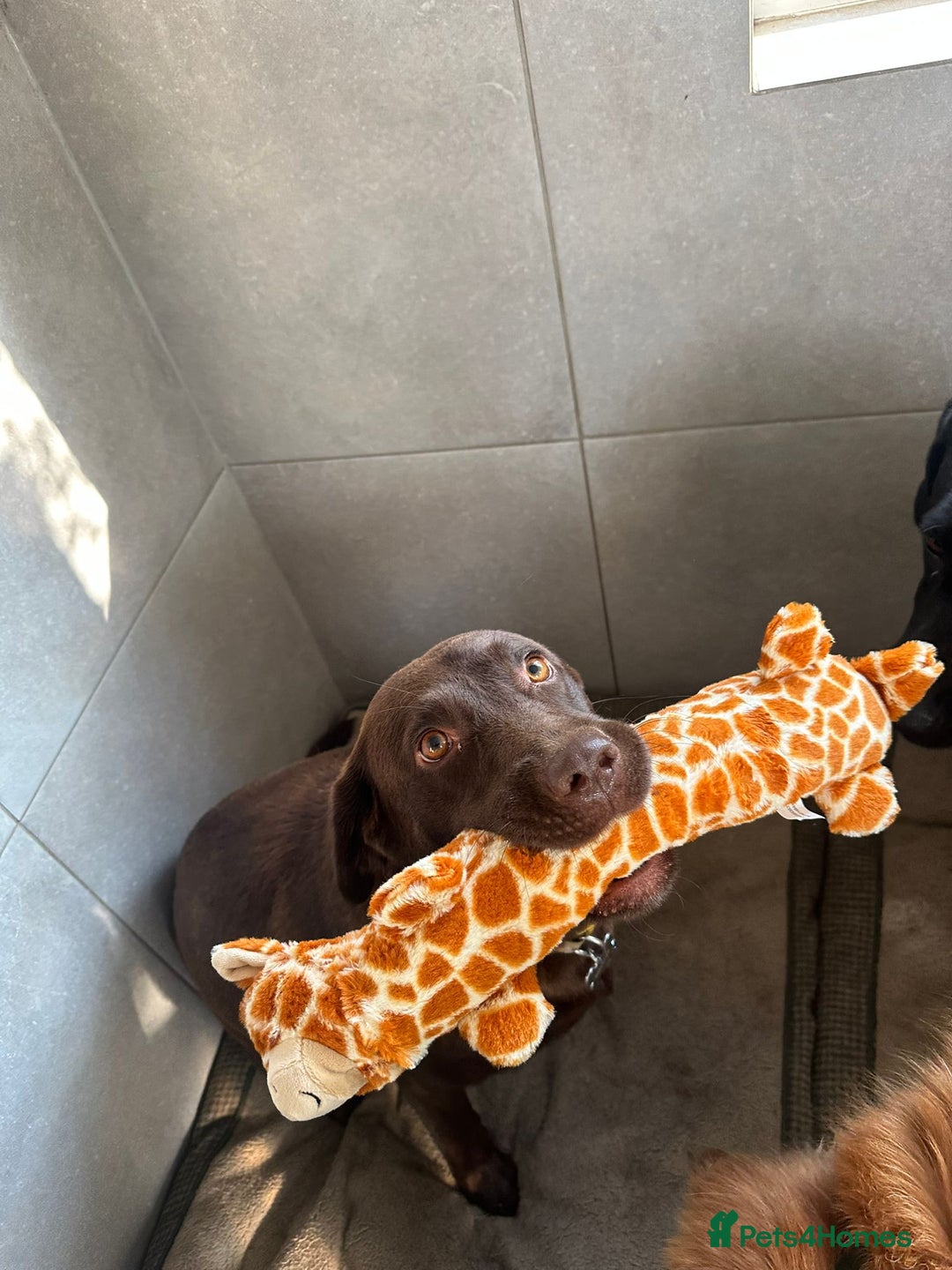 Labrador Retriever dogs for sale: 8 gorgeous chocolate/yellow girl & boy lab pups  - Image 22
