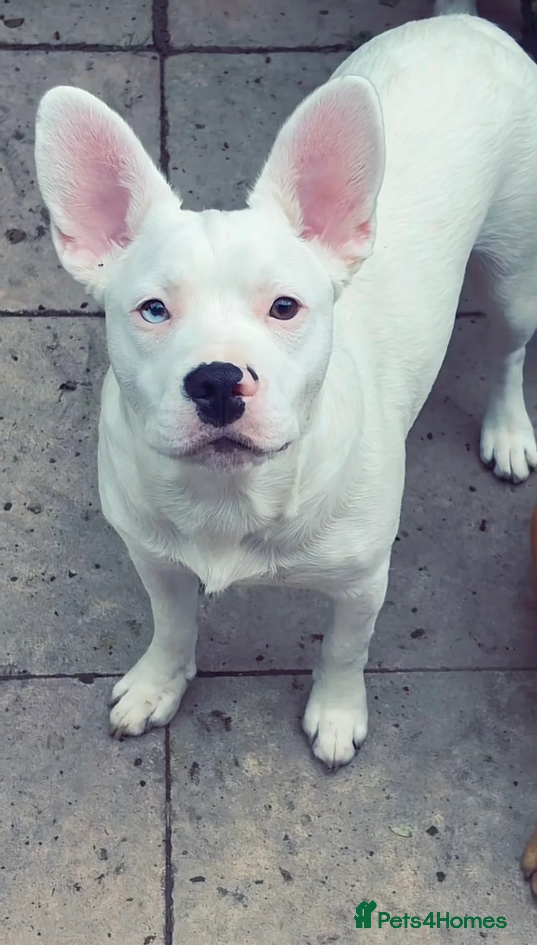 Mixed Breed dogs for sale: Two French bulldog cross with border collie - Advert 3