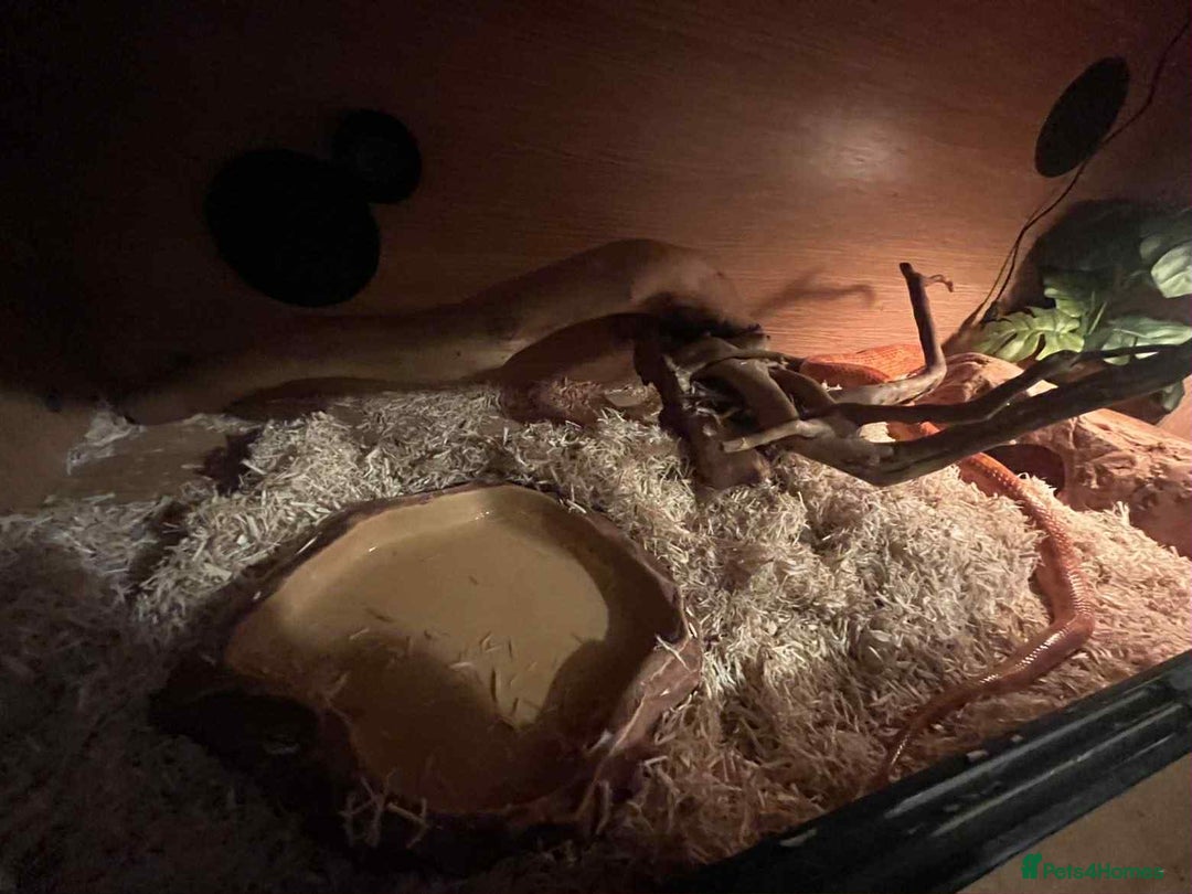 Corn Snake reptiles for sale: Corn snake and viv - Advert 2