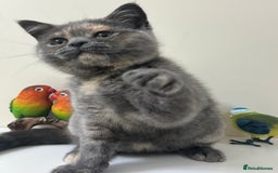 British Shorthair cats for sale: Adorable British Shorthair Kittens. in Clitheroe - Image 2