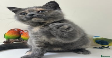 British Shorthair cats in Clitheroe - Advert 8