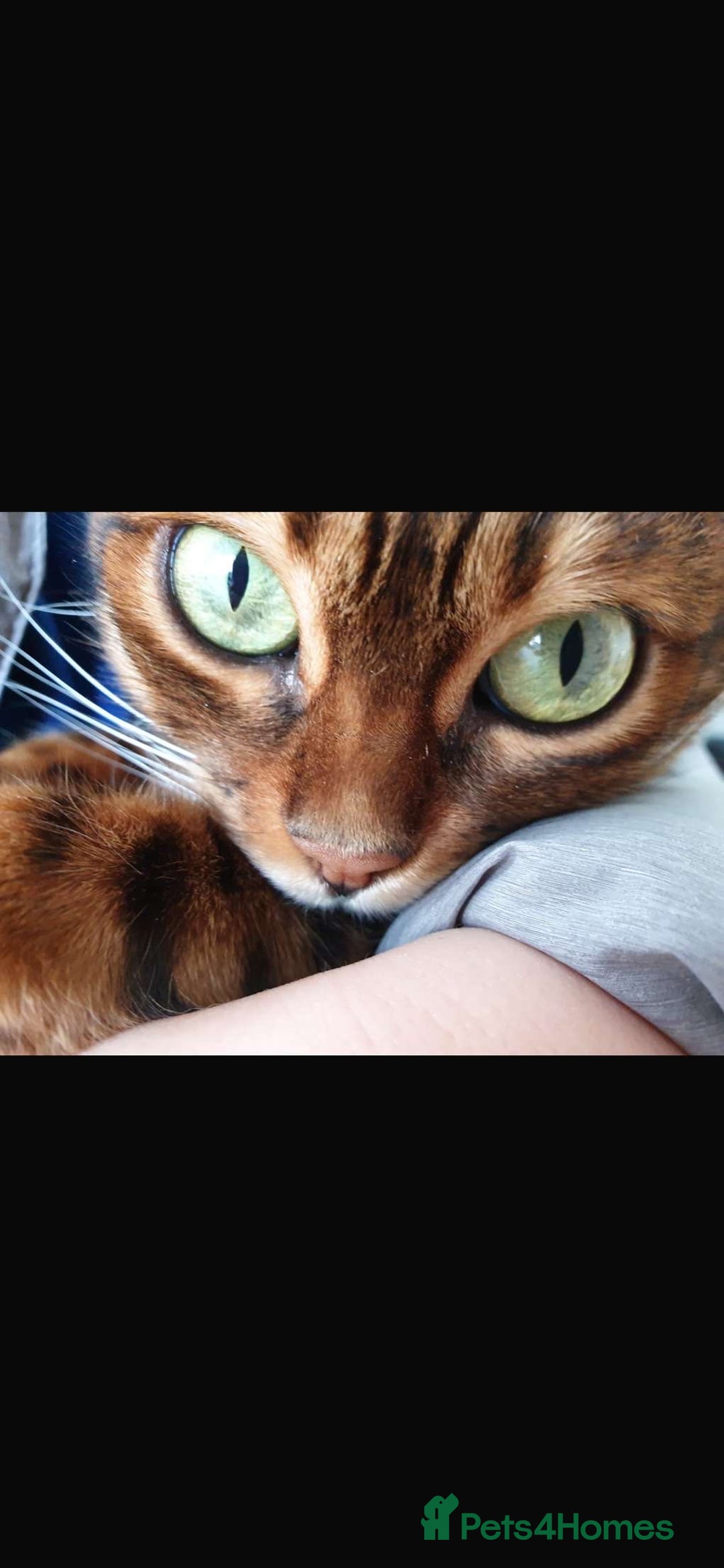 Bengal cats for sale: Bengal cat  - Image 5