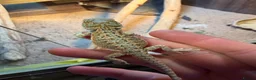 Bearded Dragon reptiles for sale: 5 stunning Baby beared dragons - Advert 2