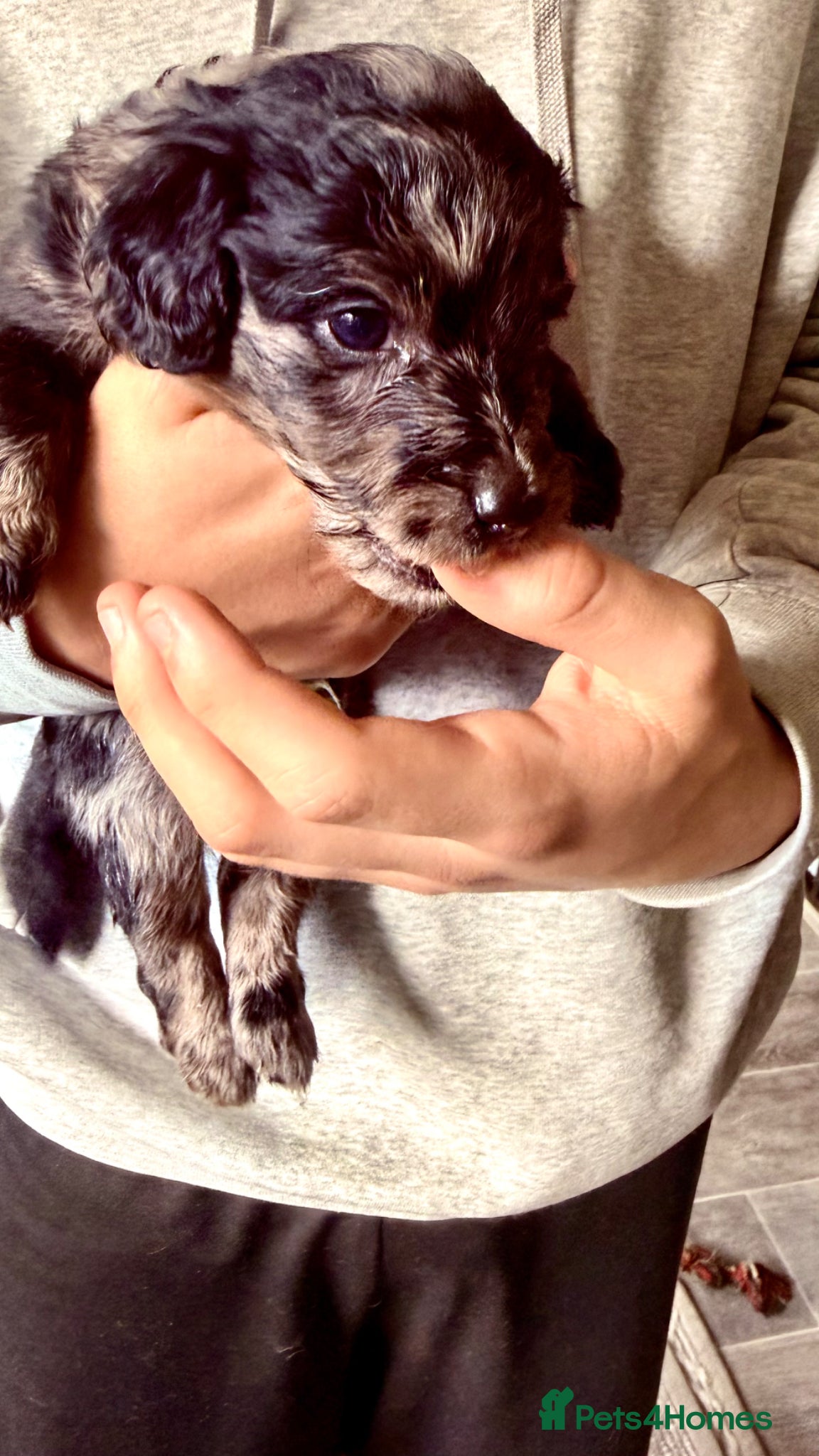 Cockapoo dogs Cockapoo Puppies ready soon  - Advert 2