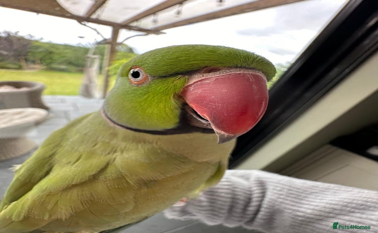 Parrots birds - Advert 2