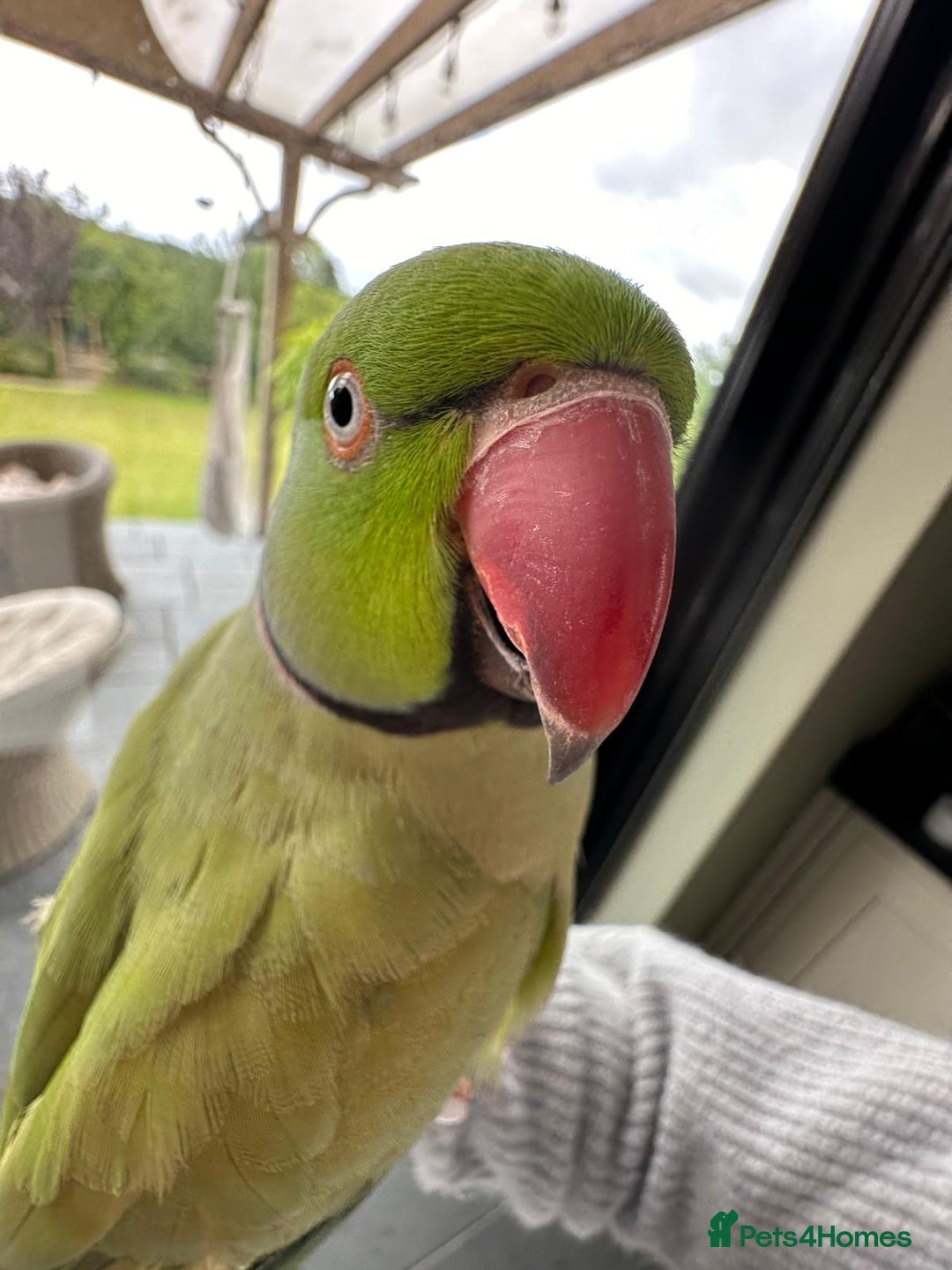 Parrots birds for sale: George the Indian Ringneck - Image 1