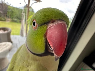 Parrots birds - Advert 17