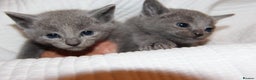 Russian Blue cats for sale: PURE GCCF RUSSIAN BLUE KITTENS 💙🩷🐾 PET & ACTIVE in Manchester - Advert 3