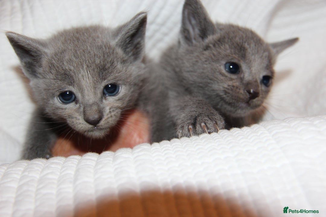 Russian Blue cats for sale: GCCF RUSSIAN BLUE KITTENS  💙🩷🐾 in Manchester - Image 3