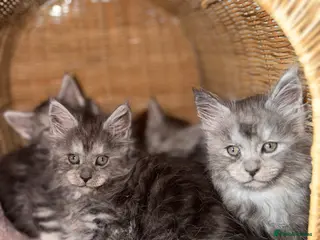 Maine Coon cats Arizona Giants Maine Coon Kittens, TICA Registered - Advert 4