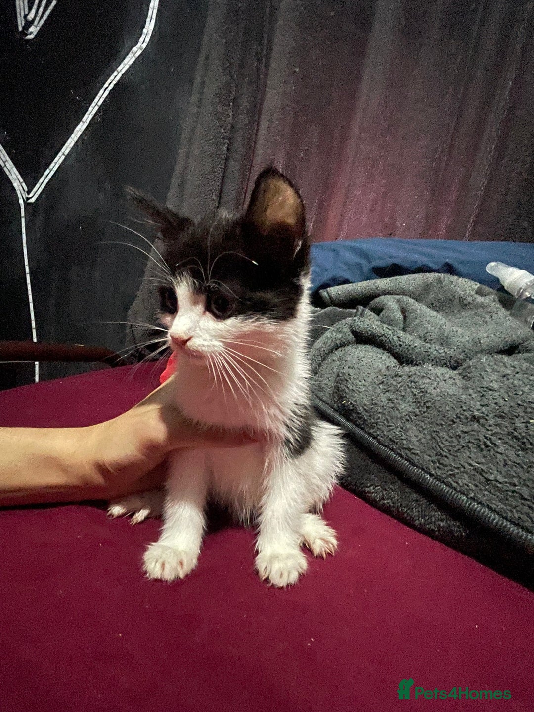 Turkish Angora cats for sale: Cute playful Turkish angora  - Image 7
