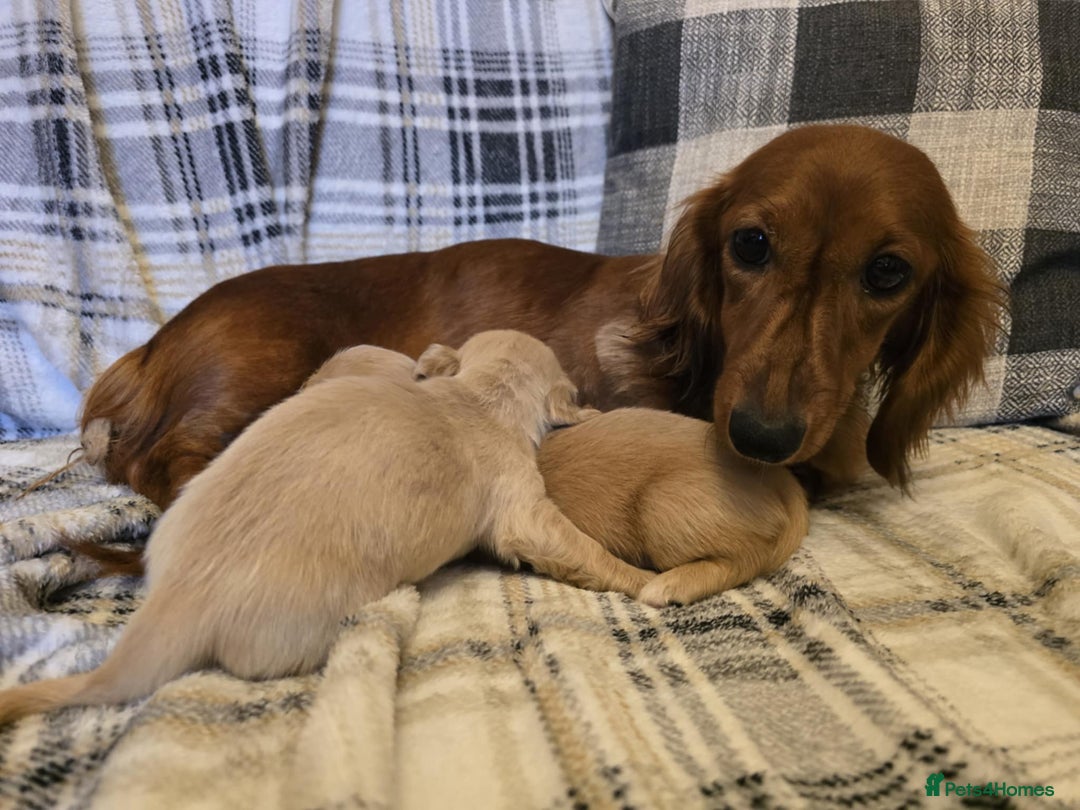 Miniature Dachshund dogs for sale: Long-hair miniature Duchshund - Image 10