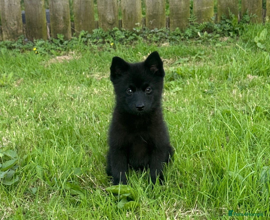 Pomsky dogs for sale: Adorable small f3 Pomsky puppies for sale  - Image 18