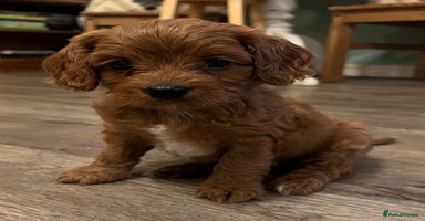 Cavapoo dogs - Advert 6