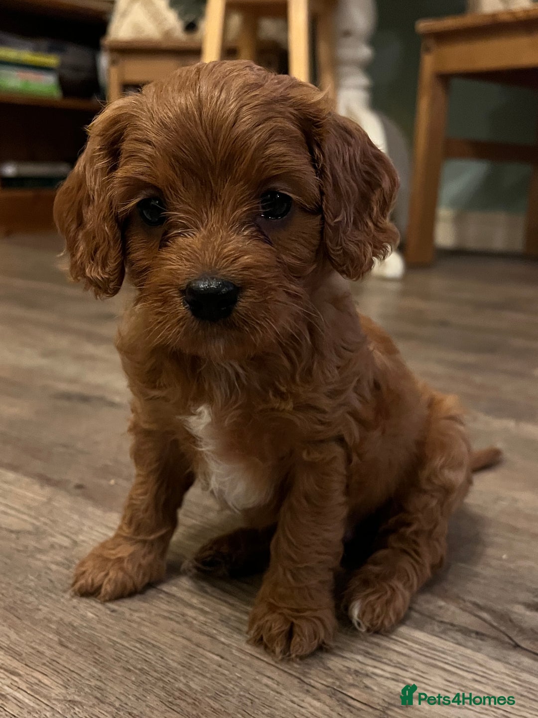 Cavapoo dogs for sale: Gorgeous Cavapoo's 2 available  - Image 2