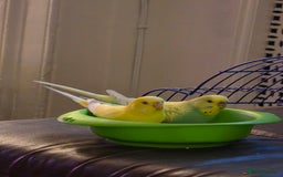 Budgerigars birds for sale: 2 Budgies green and yellow with cage for £45 - Image 2