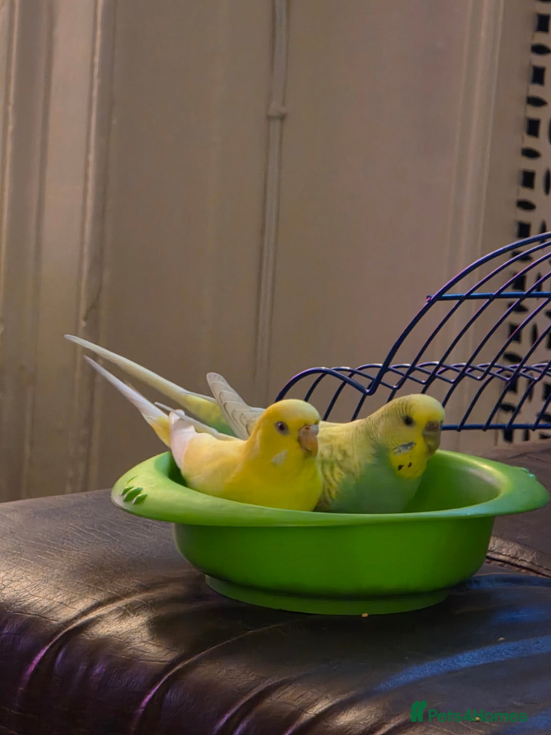 Budgerigars birds for sale: 2 Budgies green and yellow with cage for £45 - Image 2