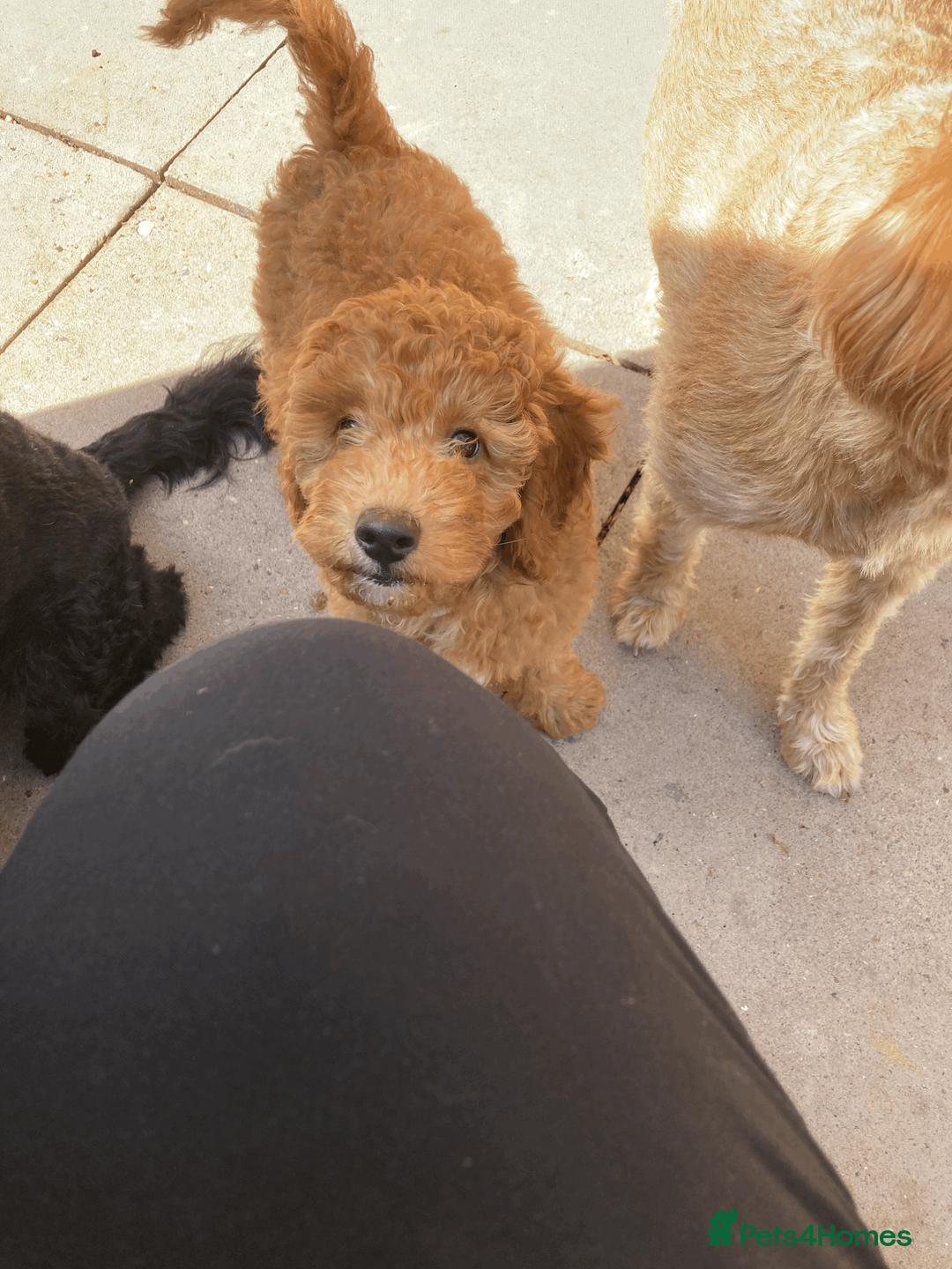Labradoodle dogs for sale: Ready to leave Miniature Labradoodle puppies - Advert 2