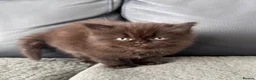Mixed Breed cats for sale: Persian Maine Coone Kittens 6 Weeks Old in Harrow - Advert 3